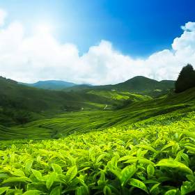 Tea-12