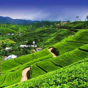 Tea-26